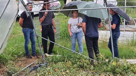 Spremembe v vsebnosti NEL glede na pridelek suhega zelinja