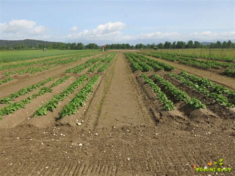 Poskusno polje z parcelami