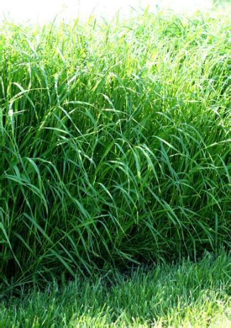 Spremembe SFT mnogocvetne ljuljke