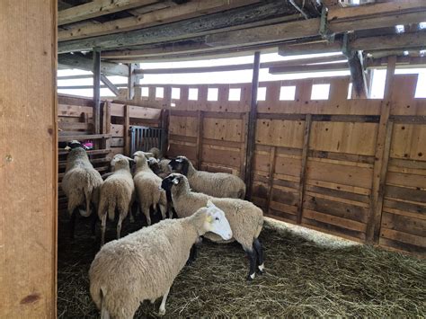 Skupina otrok, ki hranijo ovce na kmetiji.