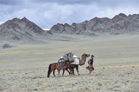 Jahanje kamel pred piramidami