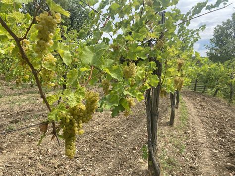 Vinogradi na strmih pobočjih Goriških Brd