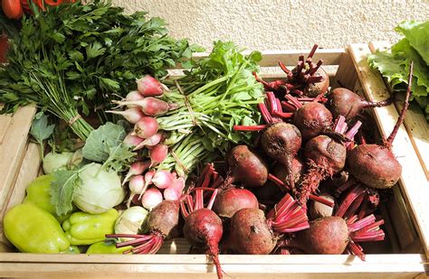 Pisana zelenjava na kmetiji