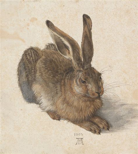 Albrecht Dürer: Mladi zajec