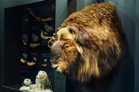 Rekonstrukcija jamskega medveda