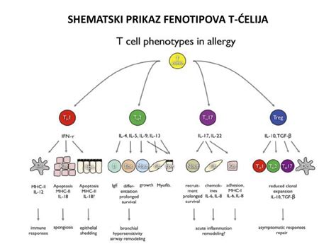 Shematski prikaz žičnic in Metro Alpina v Saas-Feeju