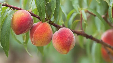 Breskve, ki zorijo na drevesu