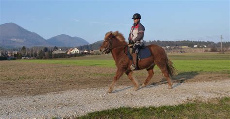 Ilustracija terapevtskega jahanja s konji za starejše.