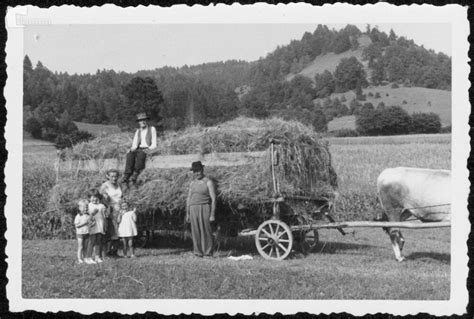 Kmečka opravila v Malih Lipljenah - spravilo sena