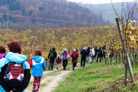 Vinogradi v okolici Gornje Radgone