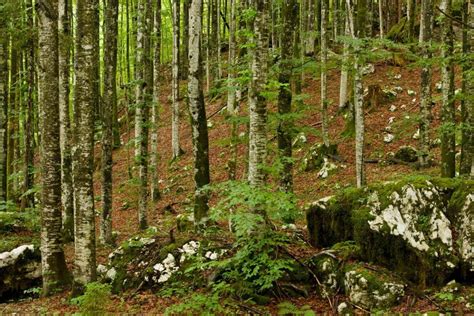 Gost bukov gozd v Prespanskem narodnem parku