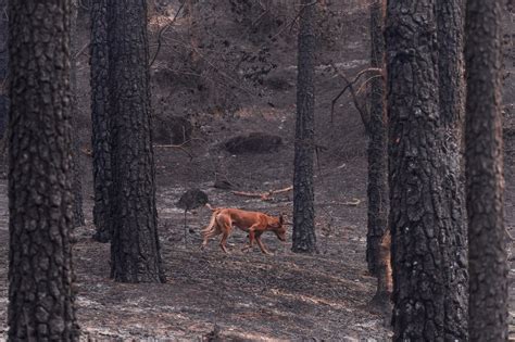 Gozdni požar na otoku Tenerife