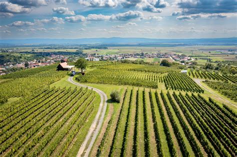 Panorama Bilj z vinogradi