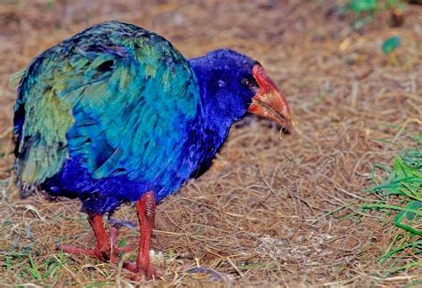 Spektakularen pogled na gorovje Južnega otoka Nove Zelandije