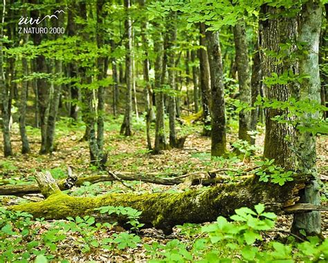 Slovenski gozd s potjo