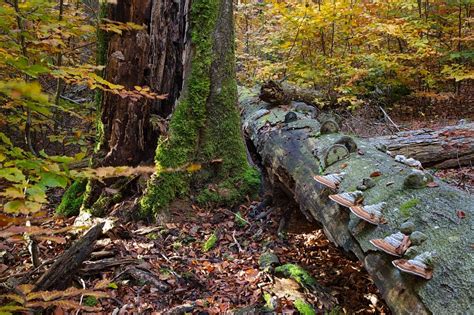 Pragozdni gozdni rezervat Rajhenavski Rog