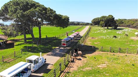Safari park na Velikem Brijunu z žirafami