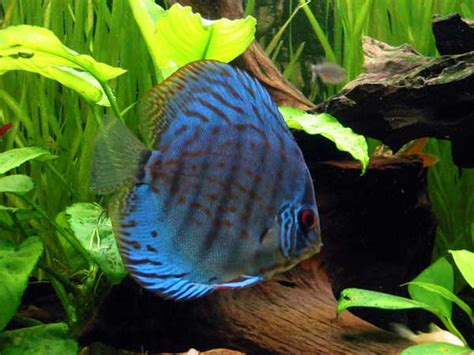 Modri diskus v akvariju