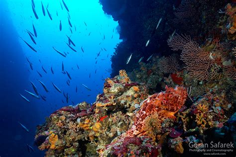 Potapljači čistijo morsko dno