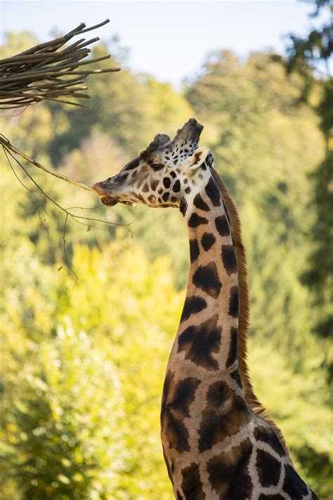 avstralski del živalskega vrta
