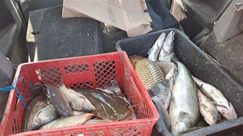 Japonski ribiči, ki izvažajo sveže ulovljene ribe.