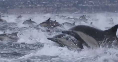 Jata delfinov, ki plavajo ob čolnu