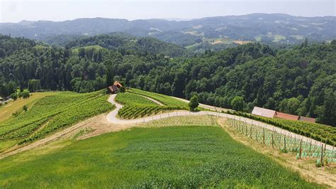 Valovita pokrajina Toskane z vinogradi in cipresami