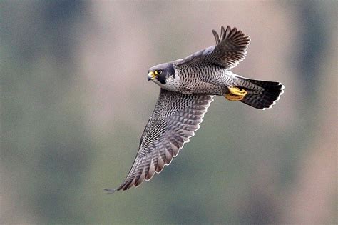 Sokol v letu med demonstracijo v Sokolarskem centru Dubrava