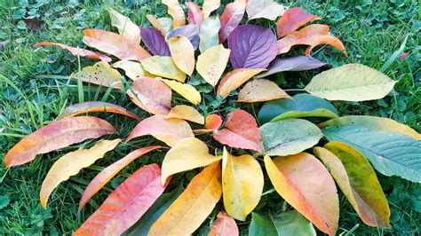 Vinograd v jesenskem času