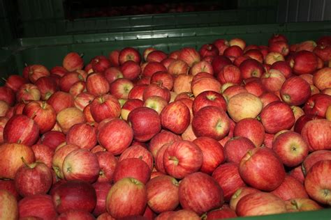 Nasad jabolk z zrelimi plodovi