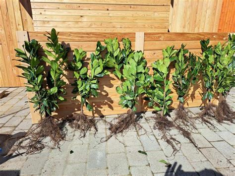 zimzelena živa meja v parku