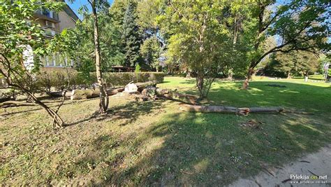 raznolika drevesa v parku