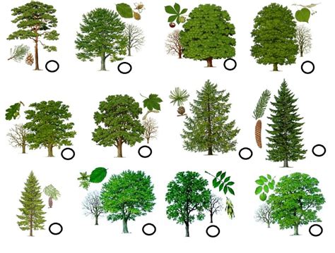 različne vrste dreves v parku