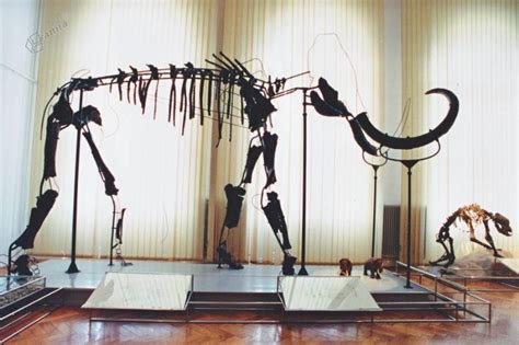 Izloženi okostnjak slona v Prirodoslovnem muzeju Slovenije