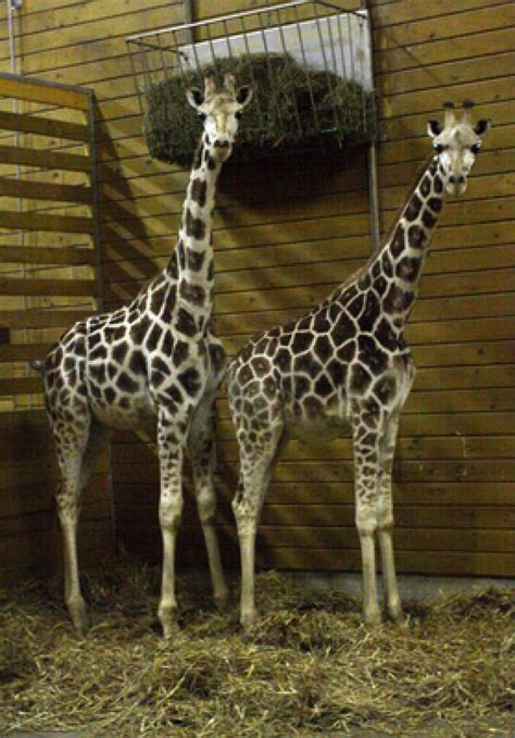 Živalski vrt Schönbrunn - družina opazuje žirafe