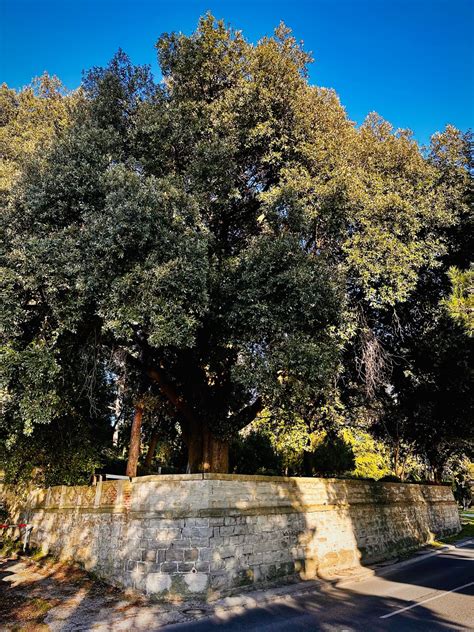 Najdebelejši slovenski hrast črnika v Parku Rastelli