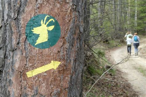 Gozdna pot na Pohorju