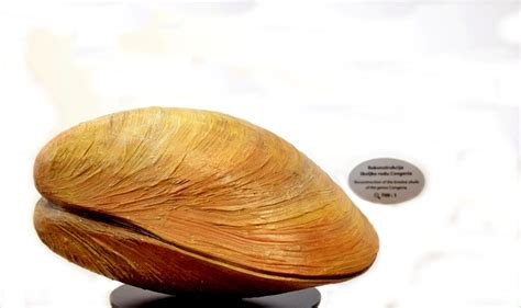 Jalžićeva kongerija (Congeria jalzici)