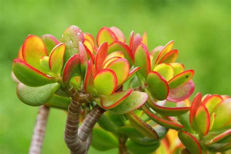 simbol finančne stabilnosti