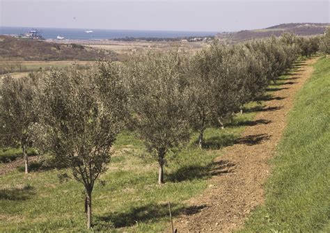 Starodavne oljke na Pagu