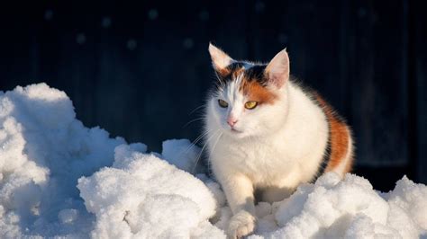 Fotografija Pamukkale s kapnicami v zimskem času