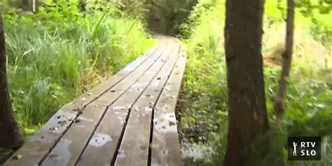 Pohorski gozd z učno potjo