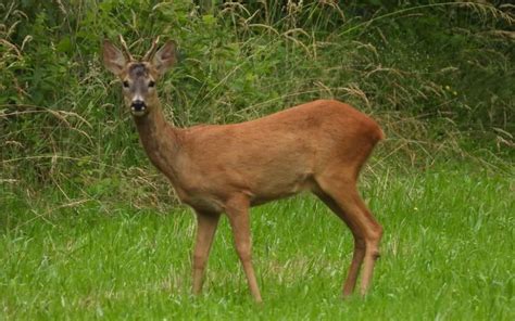 Divje živali v Narodnem parku South Luangwa
