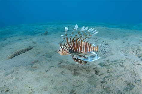 Raznolikost rib v Rdečem morju