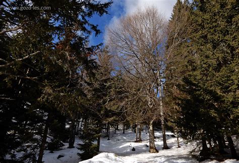 Zimski gozd s snežnimi drevesi