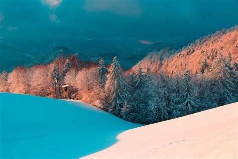 Zimski gozd v Logarski dolini