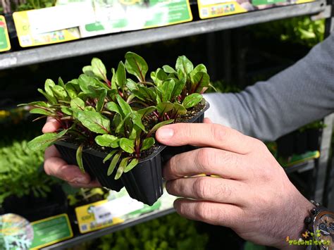 Priprava sadik rdeče pese v platojih