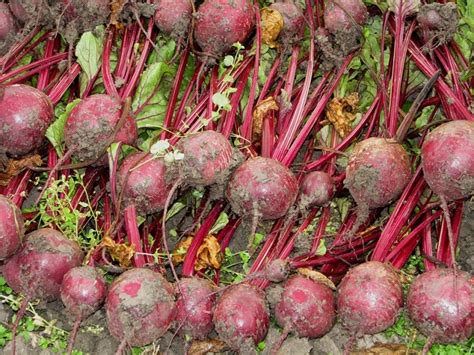 Rdeča pesa na visoki gredi