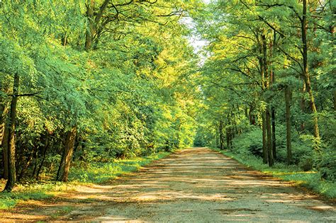 Zeleni gozd s potokom in slapom