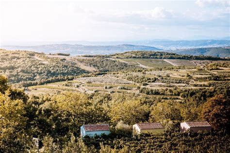 Vinogradi na gričih slovenske Istre